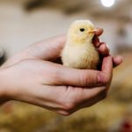 همایش ملی کاریکاتور