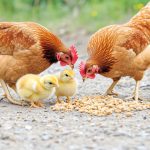 گسترش کسب و کار با کاتالوگ حرفه ای