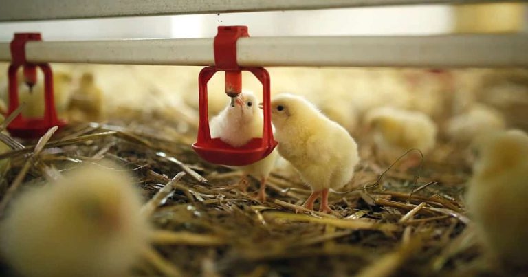 مرغداری واروک 2 مرغداری واروک 2